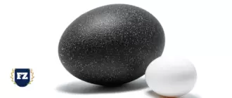 черное и белое яйцо гл