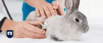 вет клиника кролик гл