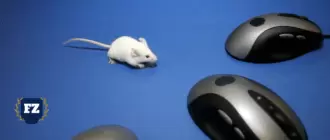 мышка мышка мышка мышка гл
