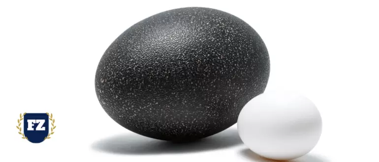 черное и белое яйцо гл