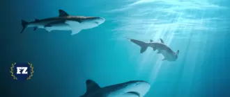 акулы конкуренция гл