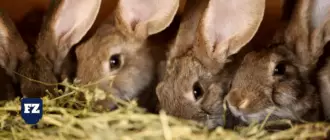 четыре кролика гл