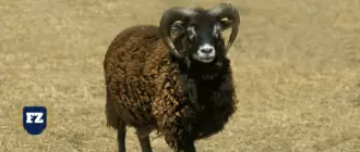 Овцеводство баран гл